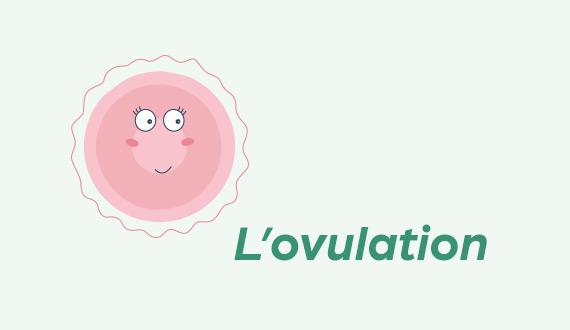 Fonctionnement de l'ovulation